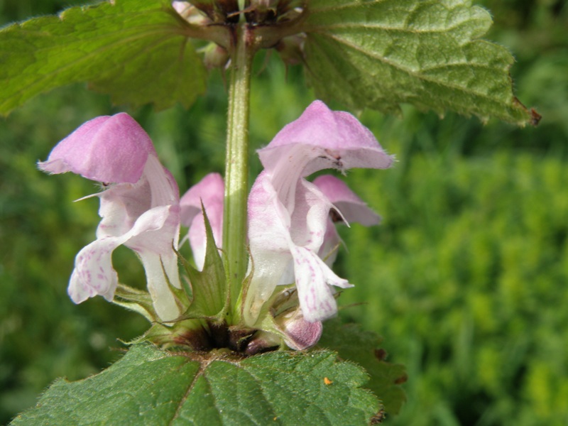 Lamium maculatum