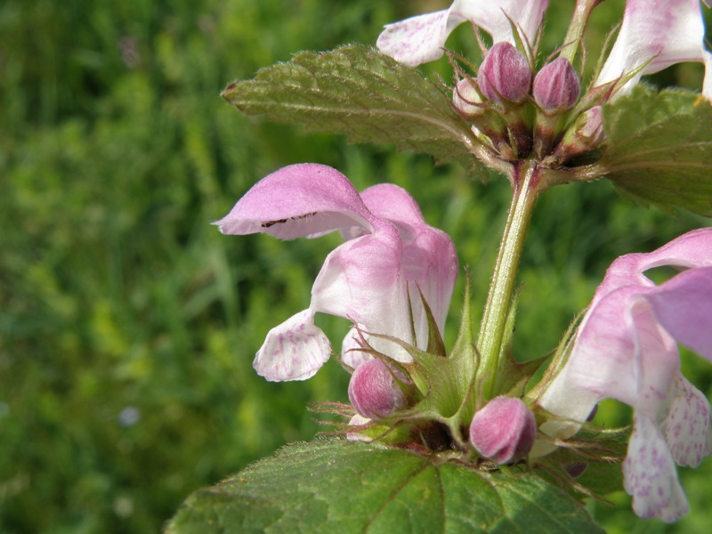 Lamium maculatum