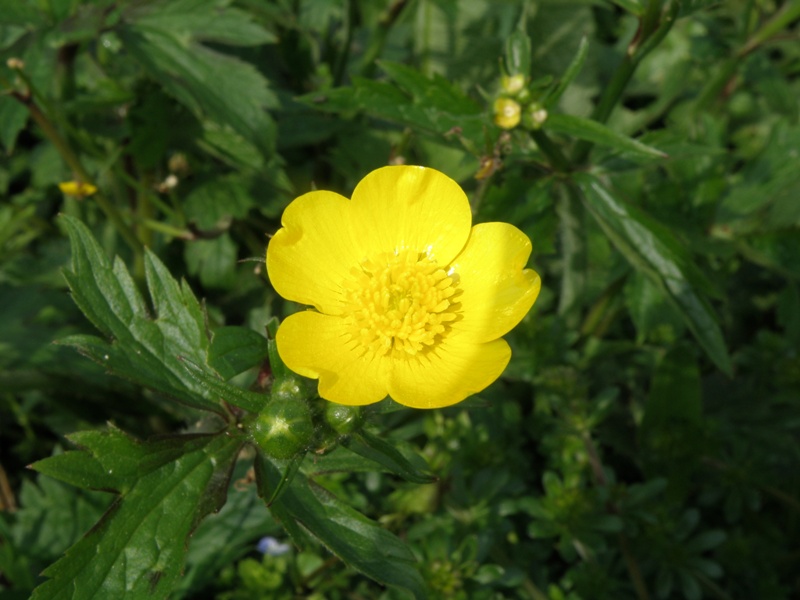 Ranunculus lanuginosus