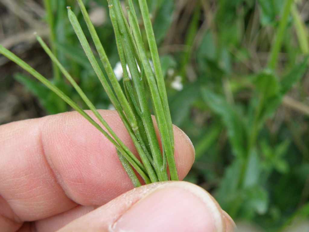 Arabis sagittata ?