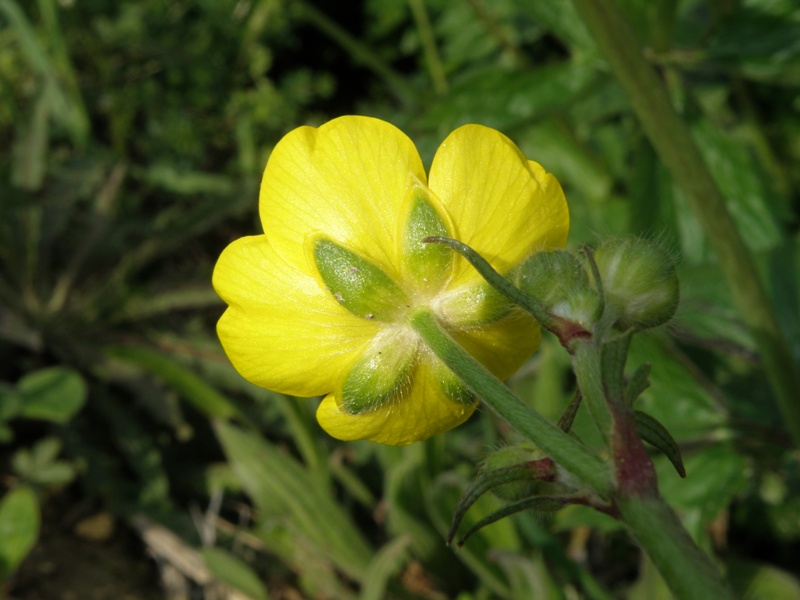 Ranunculus lanuginosus