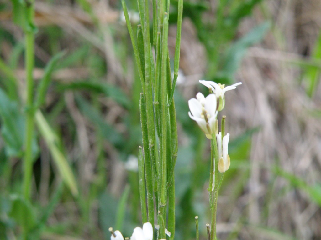 Arabis sagittata ?