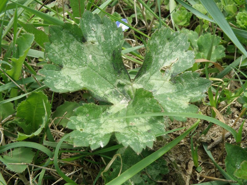 Ranunculus lanuginosus