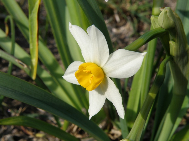 Un prato di Narcissus tazetta