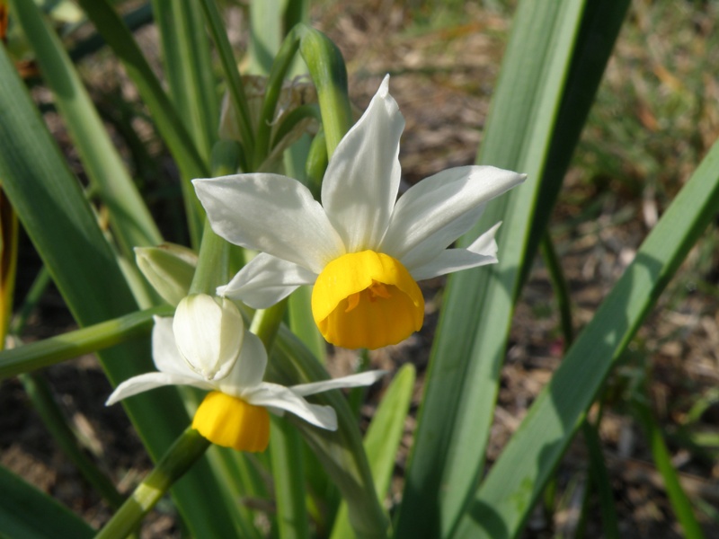 Un prato di Narcissus tazetta