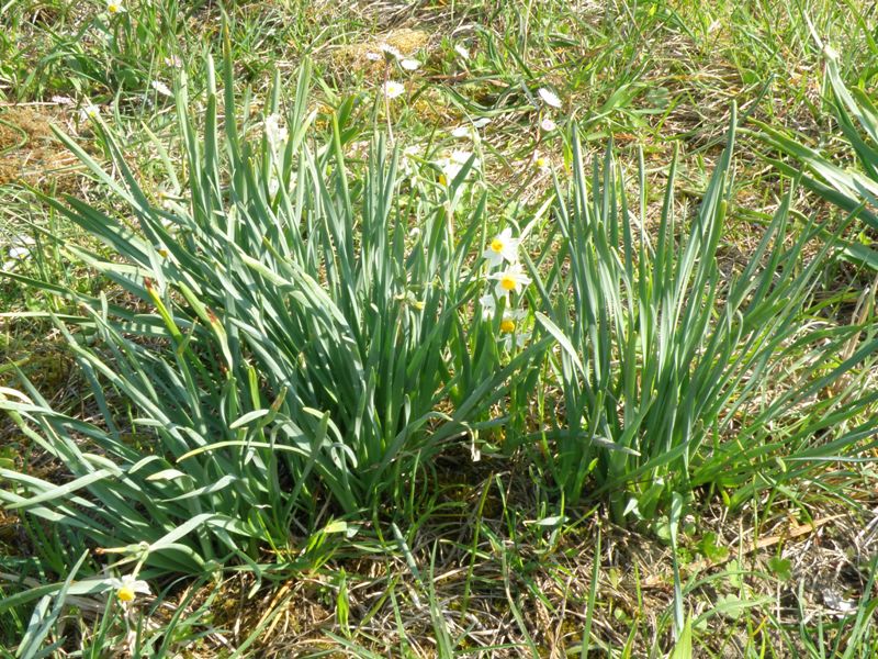 Un prato di Narcissus tazetta