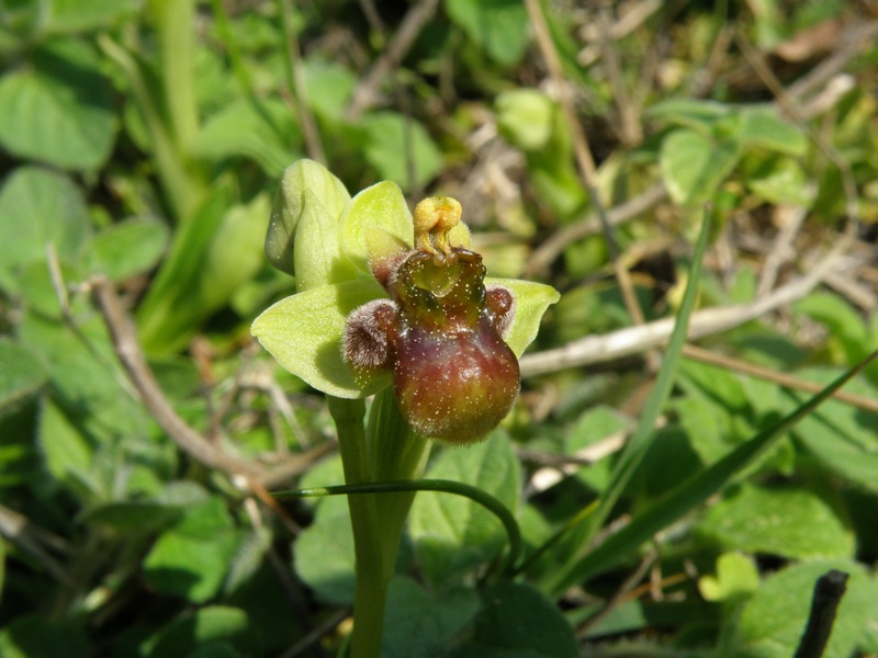 Ophrys bombyliflora