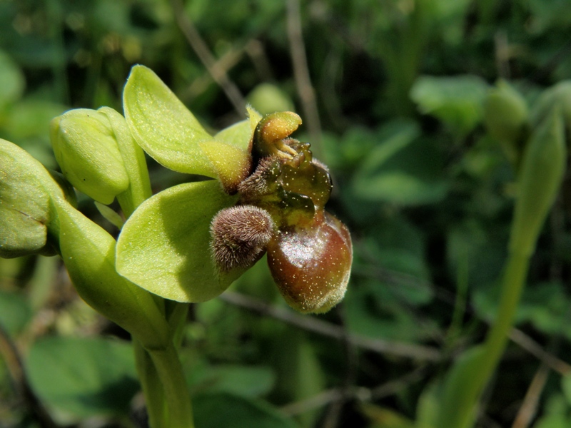 Ophrys bombyliflora