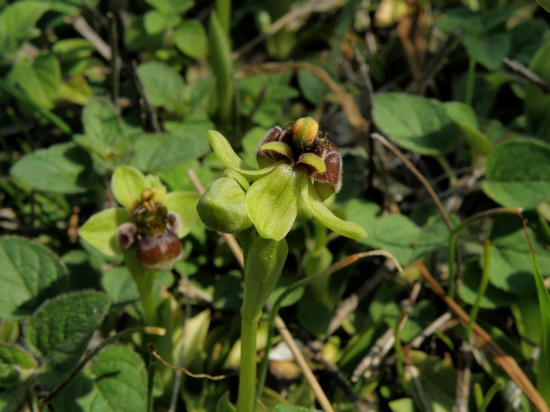 Ophrys bombyliflora