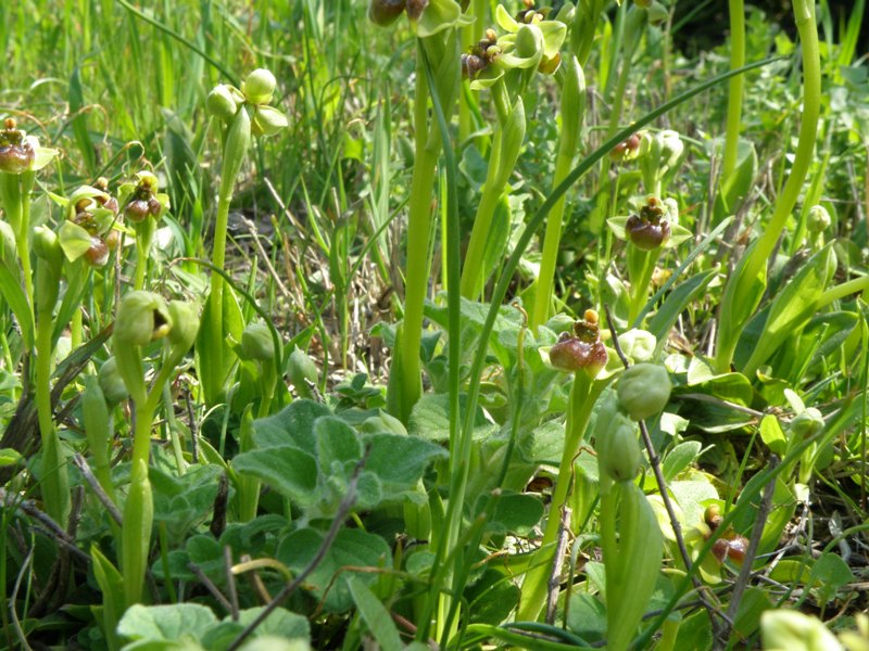 Ophrys bombyliflora