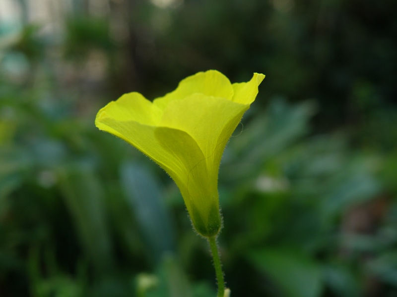 Oxalis pes-caprae