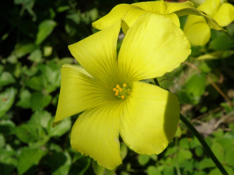 Oxalis pes-caprae