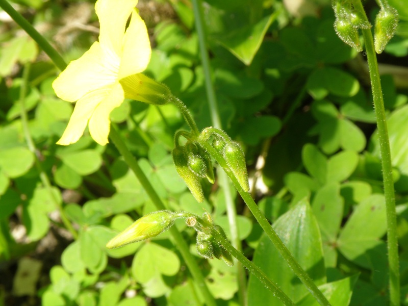 Oxalis pes-caprae