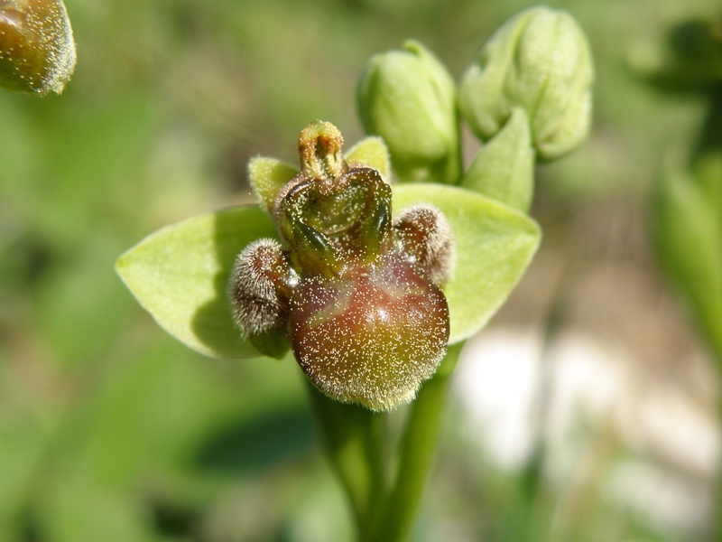 Ophrys bombyliflora