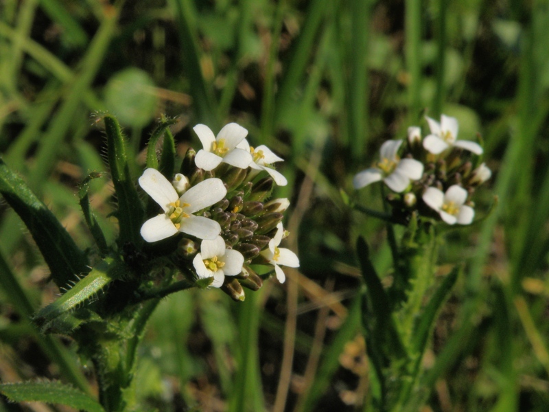 Arabis hirsuta