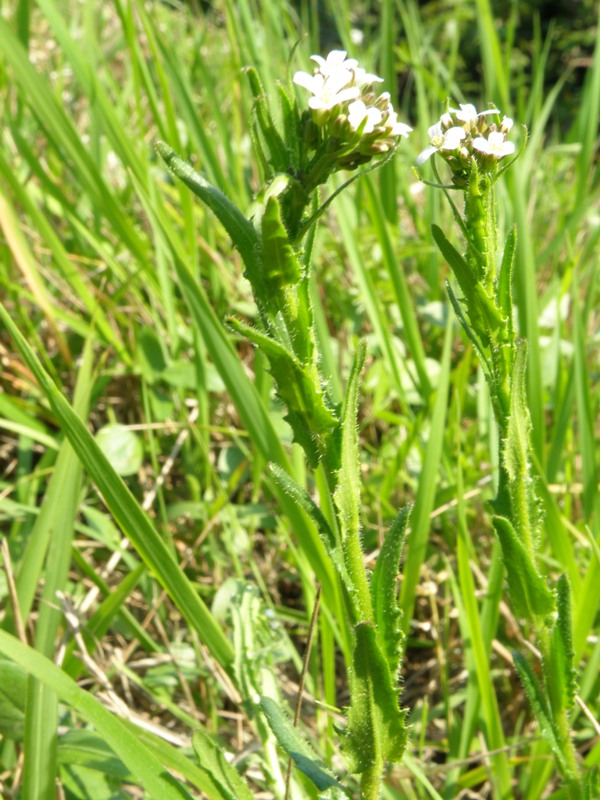 Arabis hirsuta