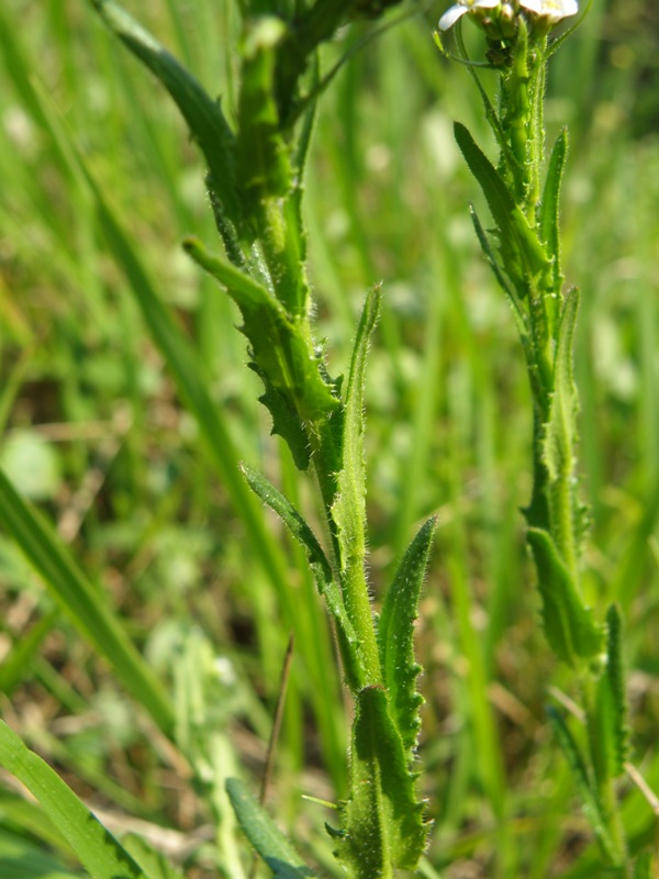 Arabis hirsuta