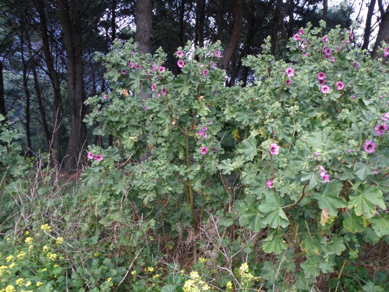 Malva veneta (= Lavatera arborea)