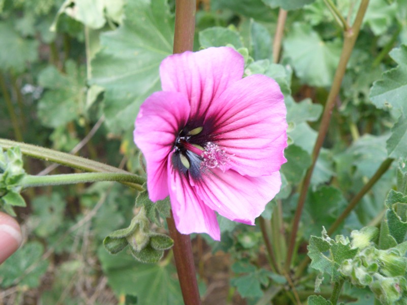 Malva veneta (= Lavatera arborea)