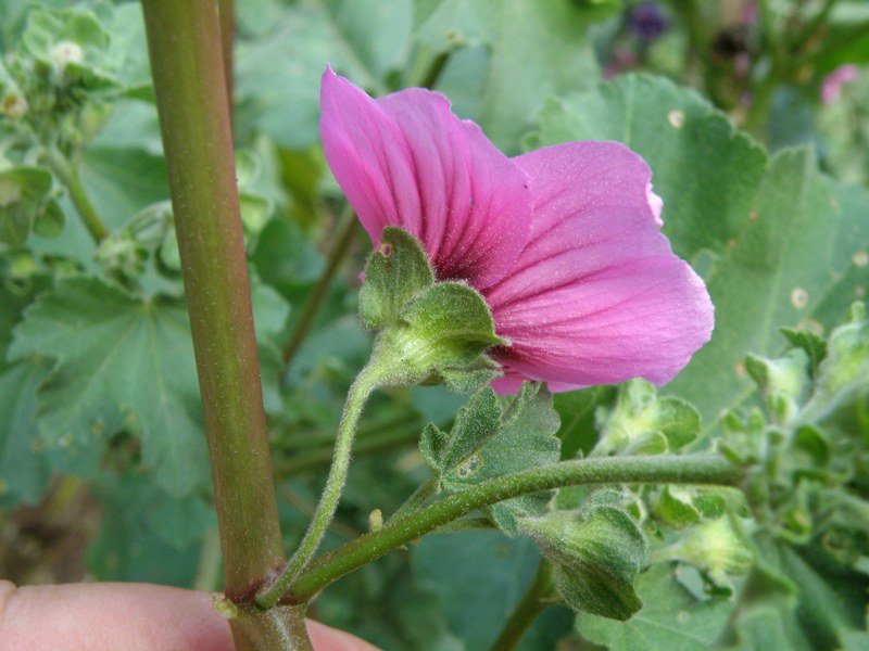 Malva veneta (= Lavatera arborea)