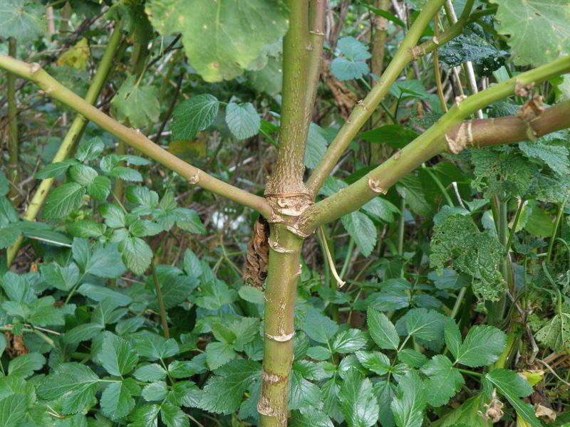 Malva veneta (= Lavatera arborea)