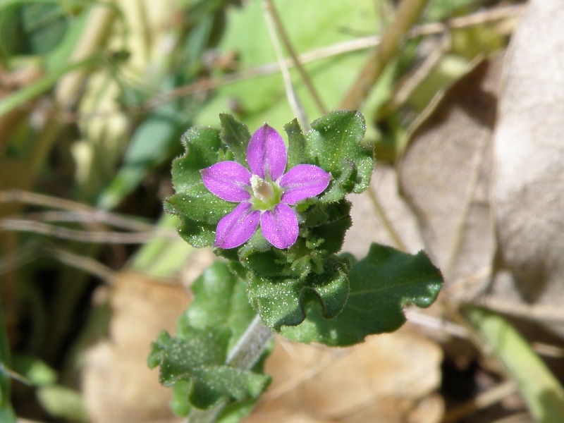 Legousia hybrida