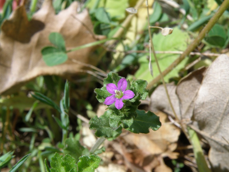 Legousia hybrida