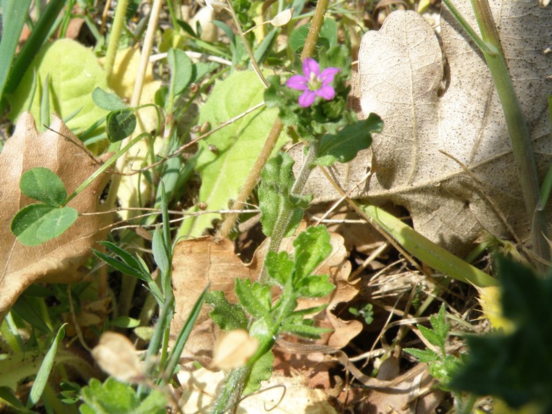 Legousia hybrida