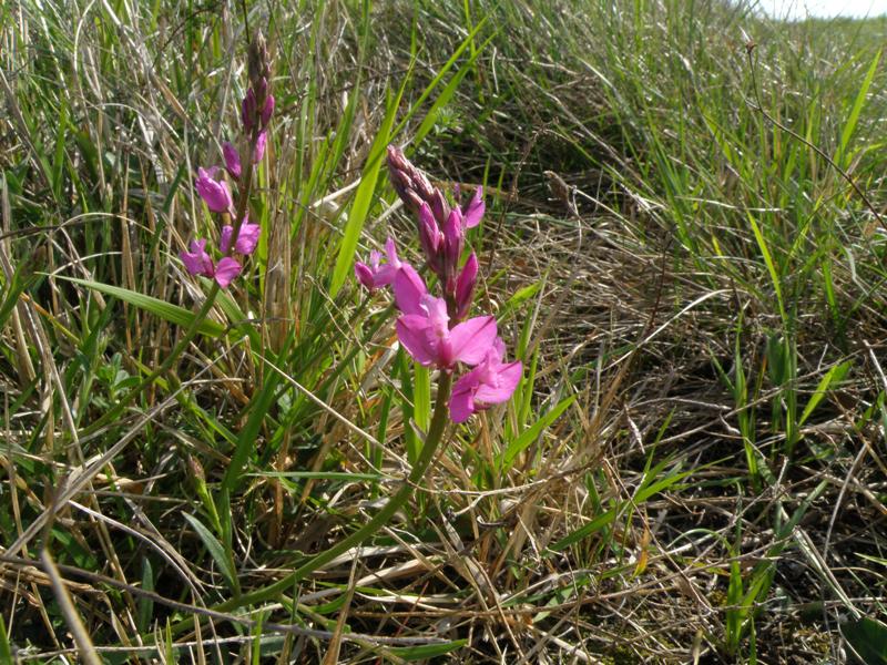 Polygala nicaeensis / Poligala di Nizza