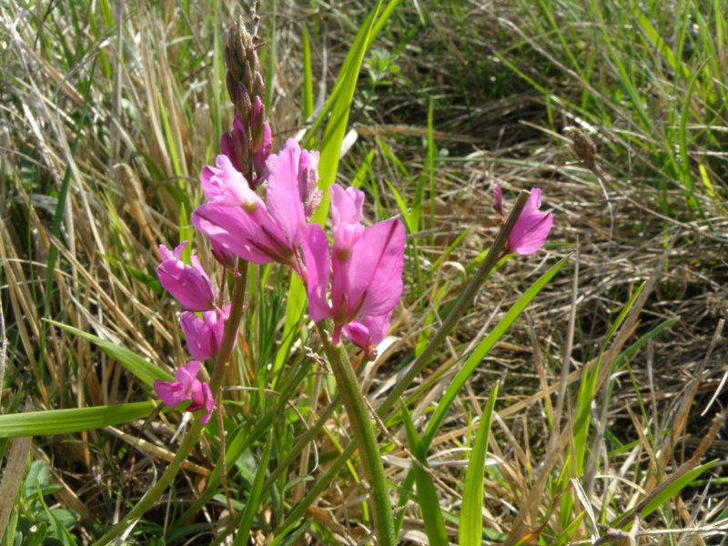 Polygala nicaeensis / Poligala di Nizza