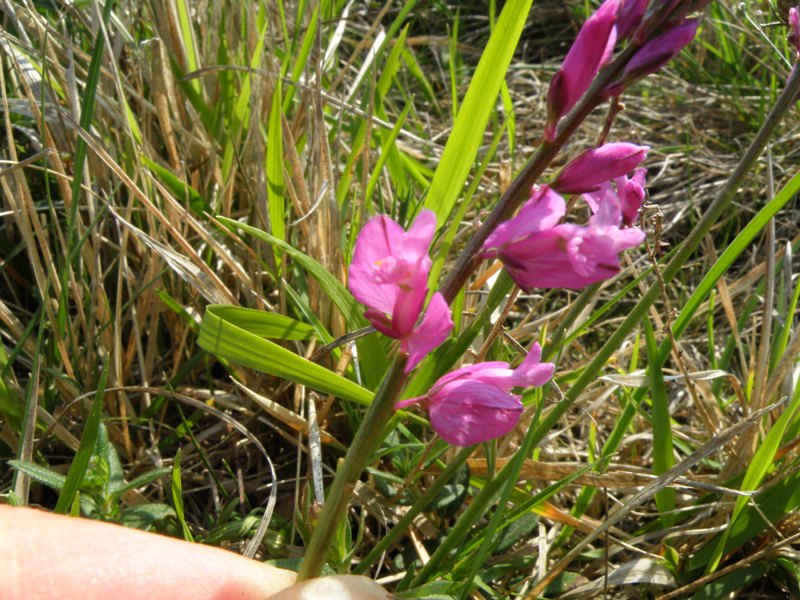 Polygala nicaeensis / Poligala di Nizza