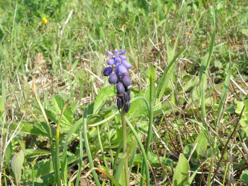 Muscari botryoides