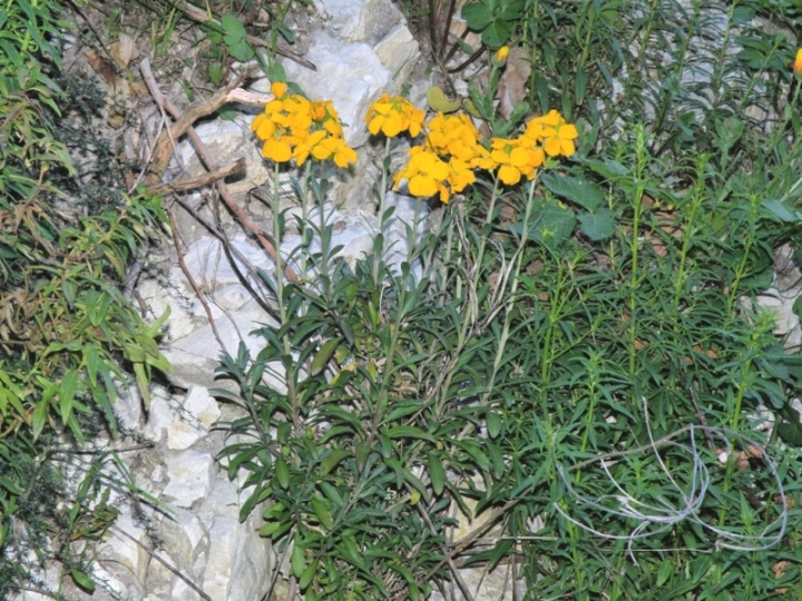 Da determinare - Erysimum cfr. cheirii