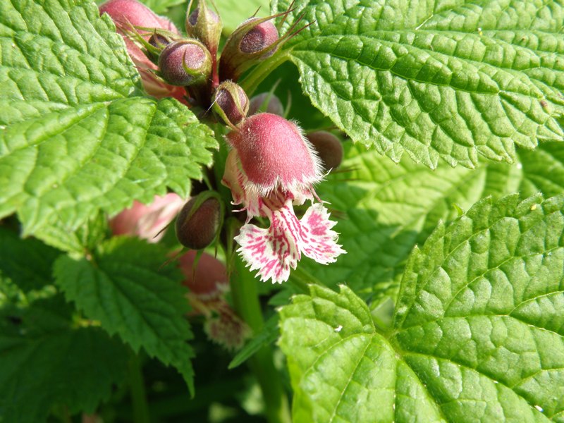 Trasferta trevigiana - Lamium orvala