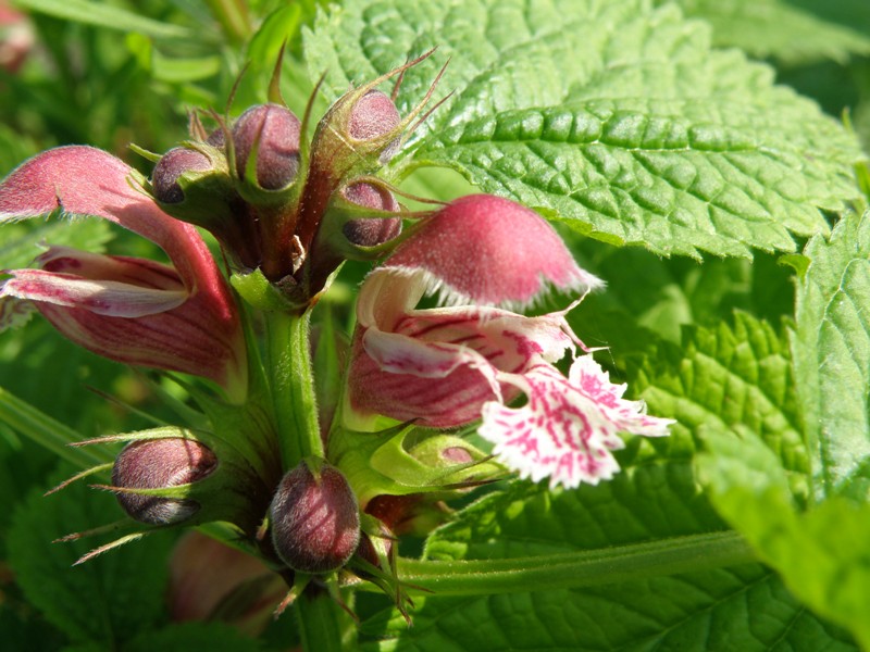 Trasferta trevigiana - Lamium orvala