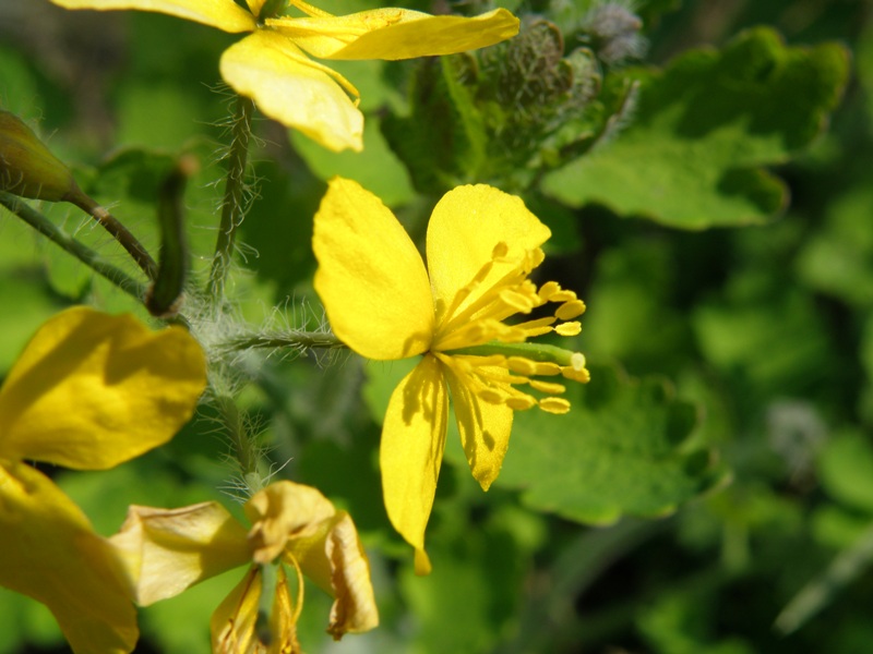 Trasferta Trevigiana - Chelidonium majus