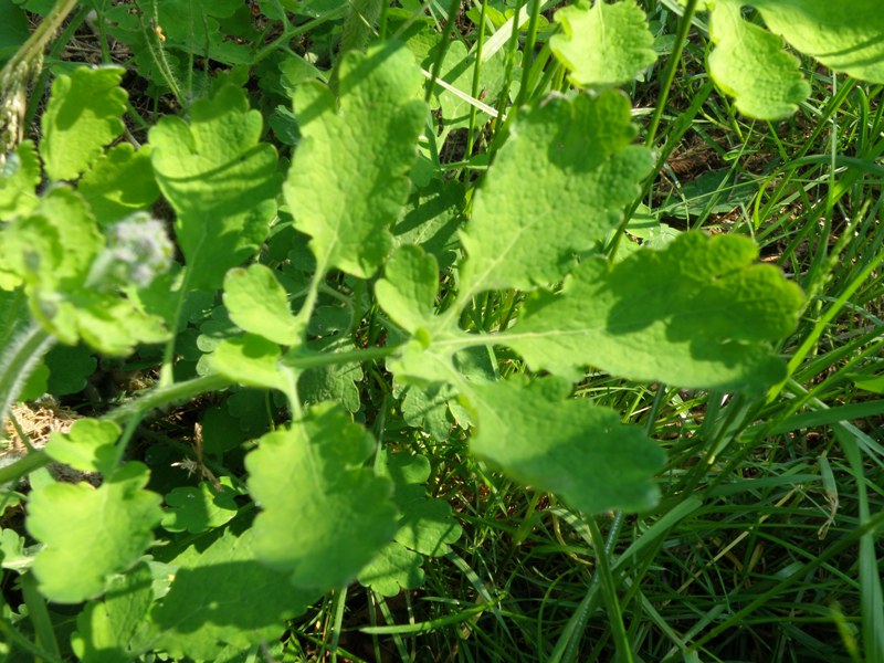 Trasferta Trevigiana - Chelidonium majus