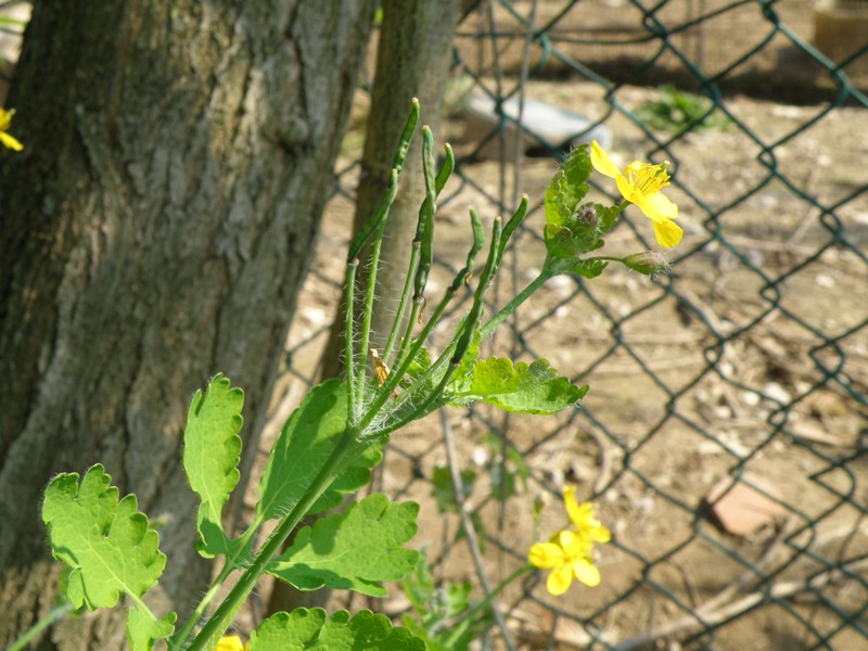 Trasferta Trevigiana - Chelidonium majus