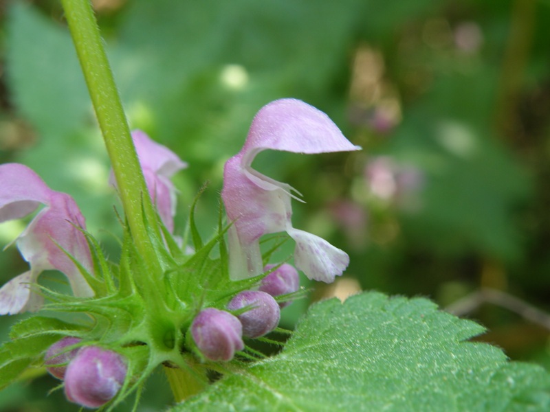 Lamium maculatum