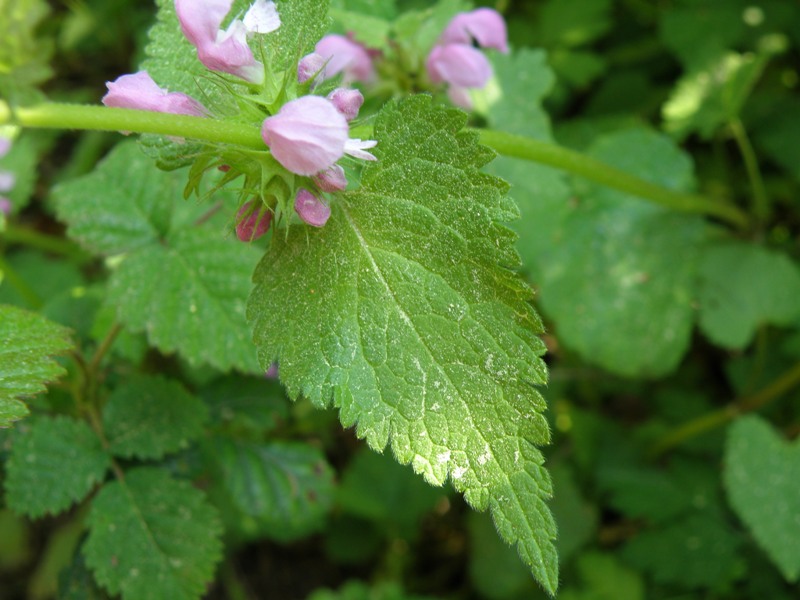 Lamium maculatum