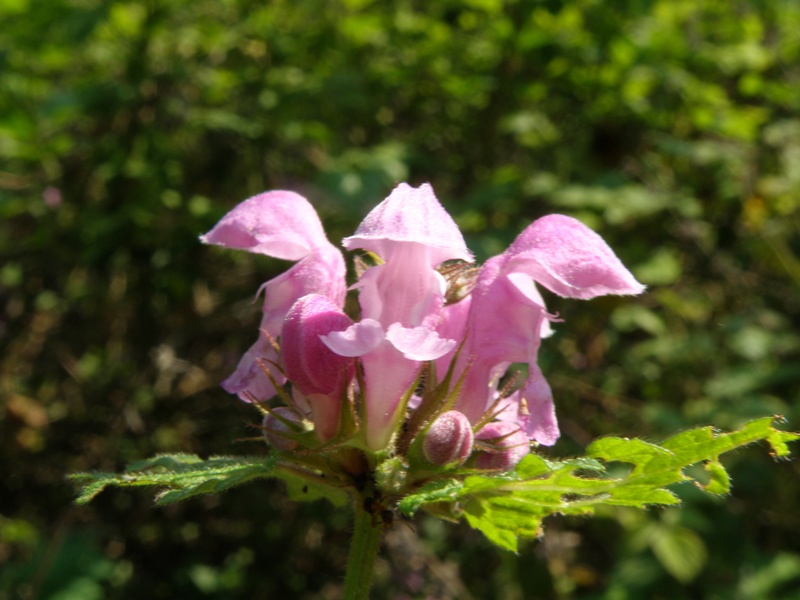 Lamium maculatum