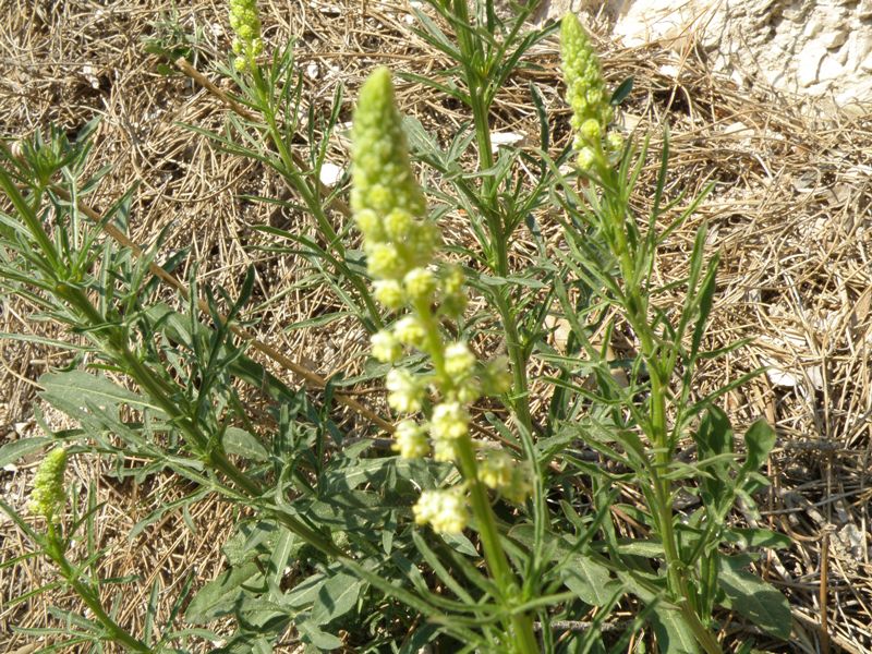 Reseda lutea