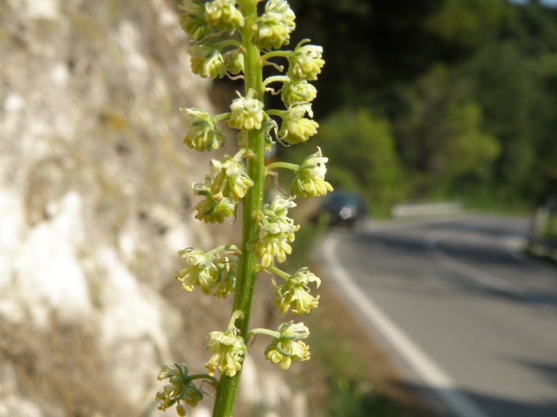 Reseda lutea