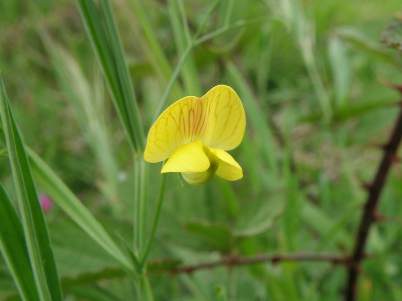 Lathyrus annuus / Cicerchia pallida