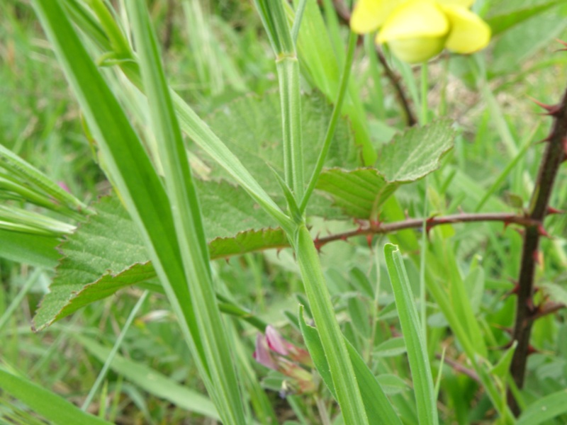 Lathyrus annuus / Cicerchia pallida