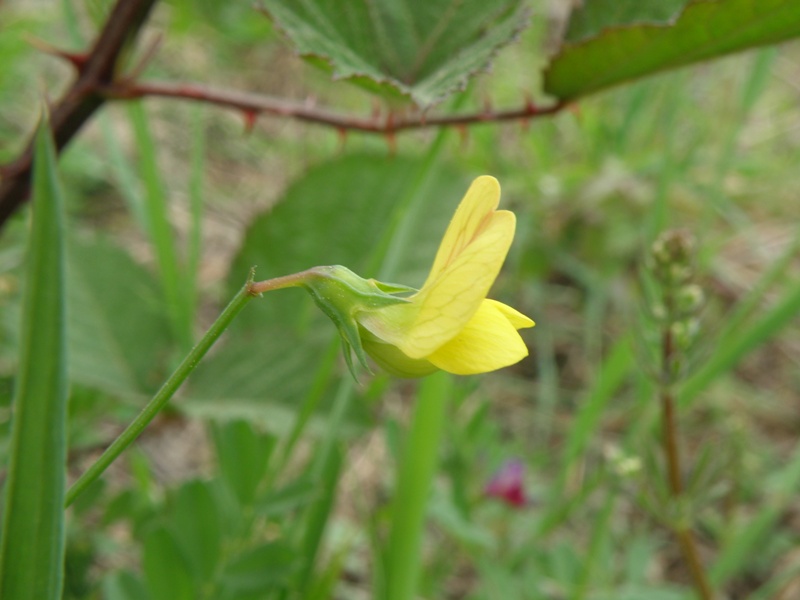 Lathyrus annuus / Cicerchia pallida