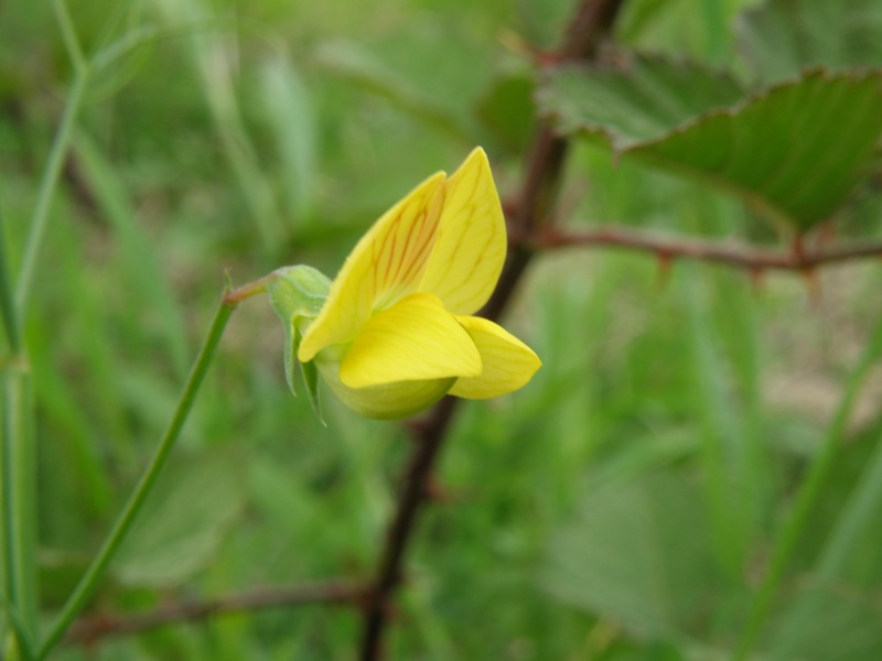 Lathyrus annuus / Cicerchia pallida