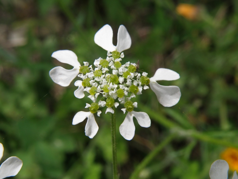 Apiacea - Tordylium apulum