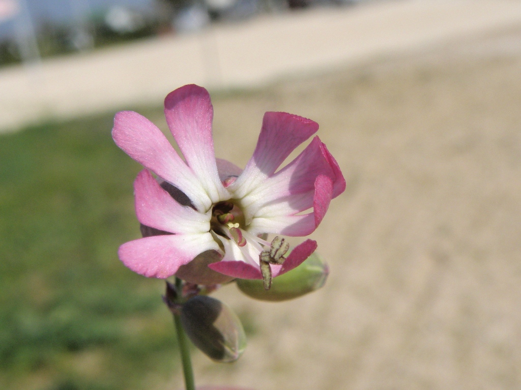 Silene  vulgaris a fiore rosa