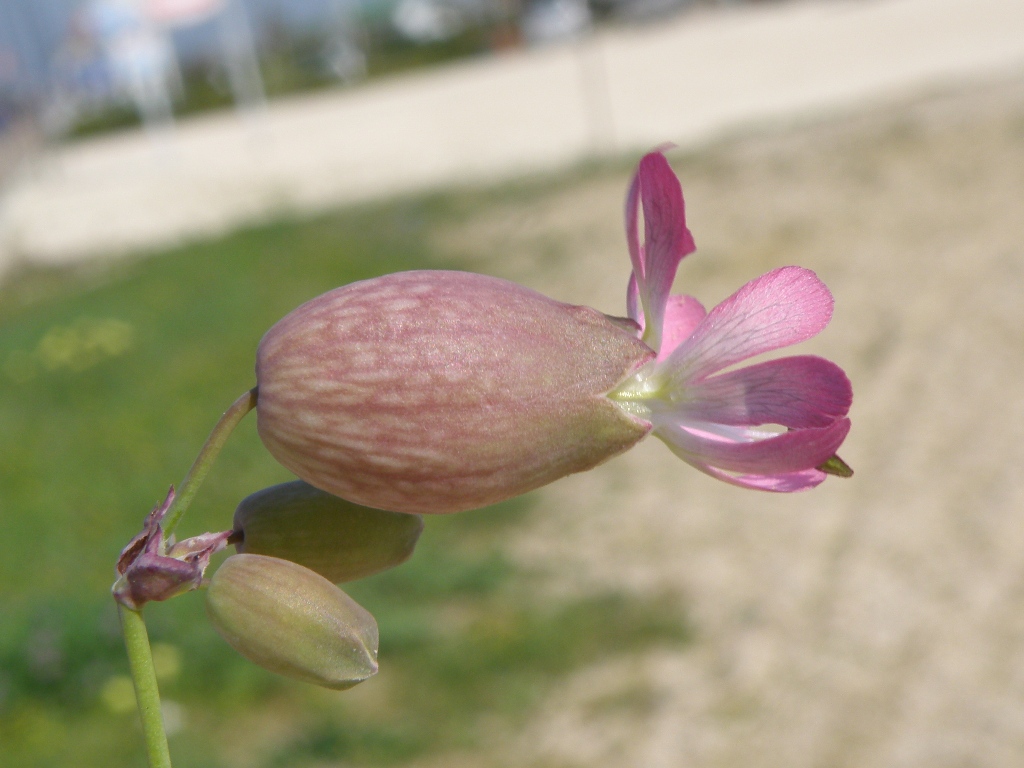 Silene  vulgaris a fiore rosa